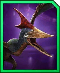 Nyctopteryx